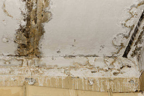  Surgoinsville, TN Mold Inspection, Removal & Remediation Pros